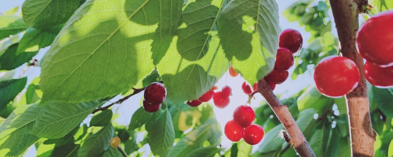 樱桃种植条件和区域