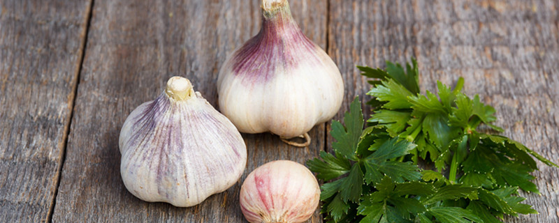 花盆里种蒜的正确过程