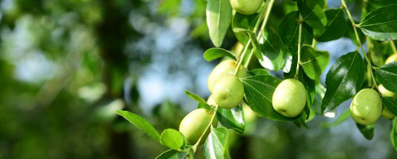 枣树的种植方法和技术