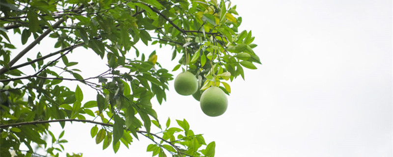 柚子籽怎么种小盆栽