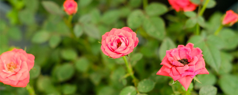 适合懒人养的阳台花卉