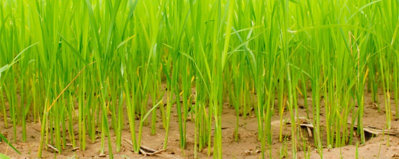 水稻生长期分几个阶段