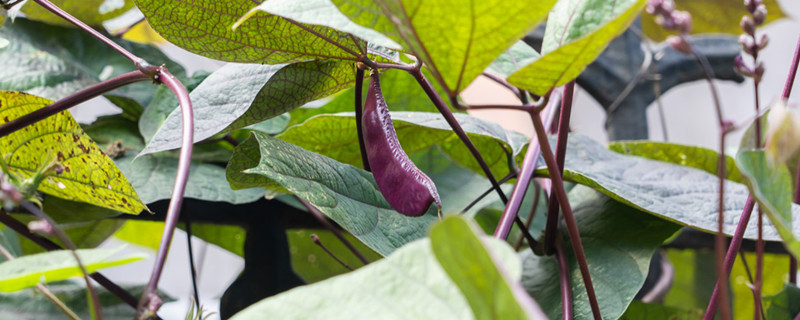 扁豆种植技术,最佳种植时间?