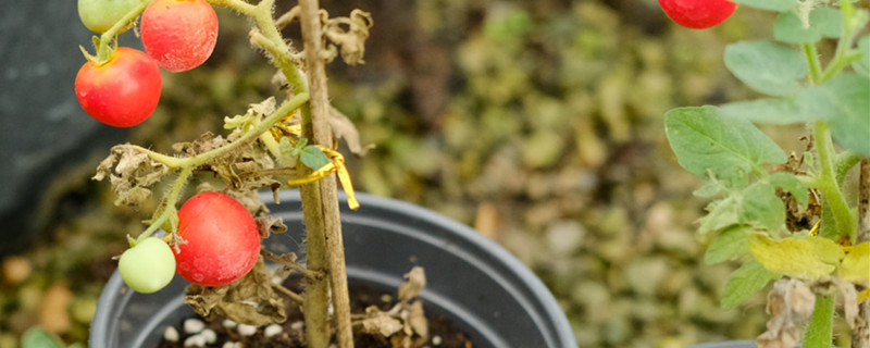 西红柿叶子有黑斑点是什么病