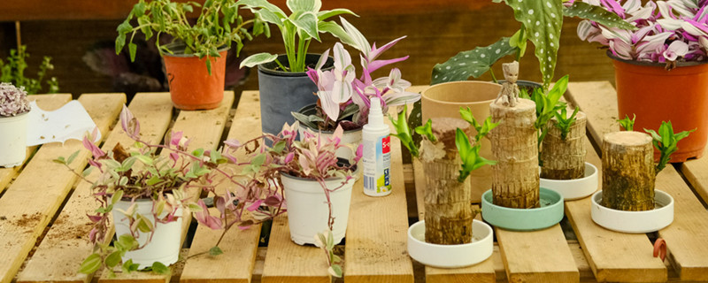 凉薯种植技术和管理方法