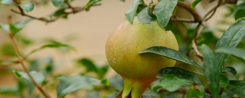 石榴怎么种植,石榴籽可以种吗