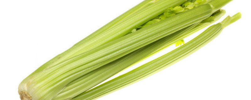 芹菜最快的种植方法