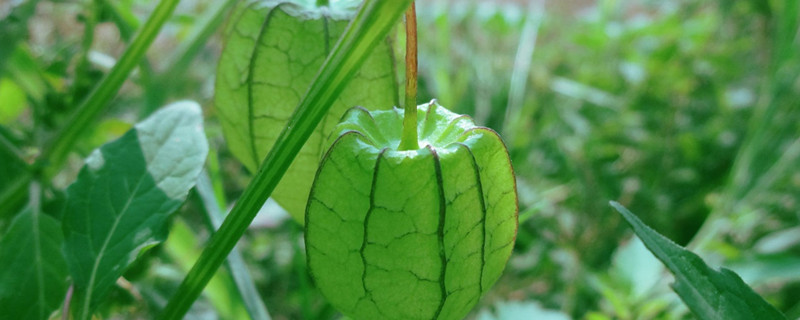 黄菇娘的种植注意事项 黄菇娘的种植注意事项