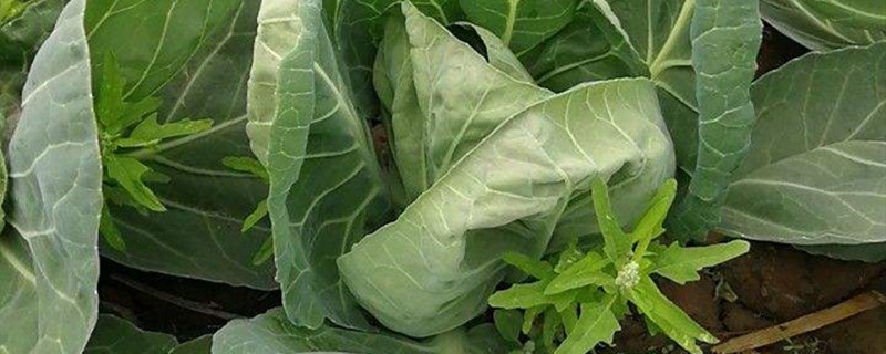 越冬包菜什么时候播种和成熟