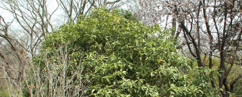 屋后种什么树最旺