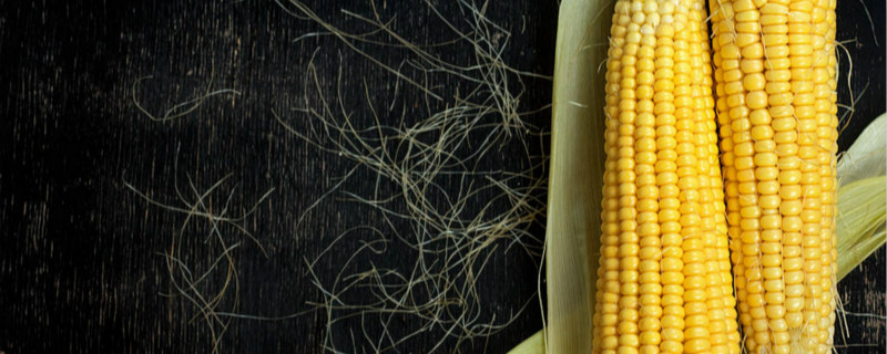 玉米品种