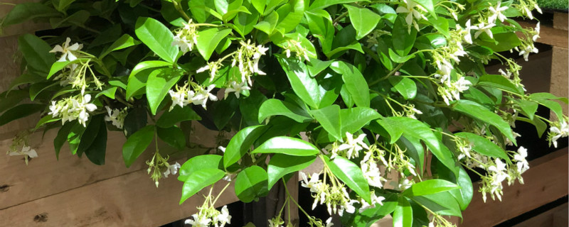 四季常绿耐寒爬藤花树 四季常绿耐寒爬藤花树