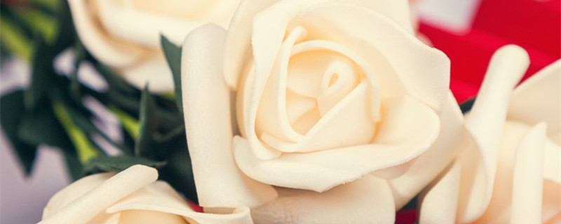 白色玫瑰寓意和花语