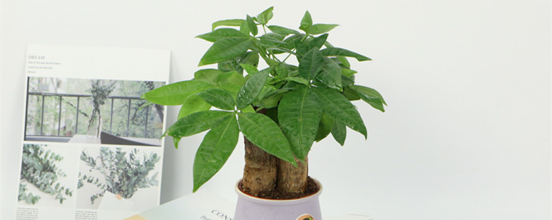 一进门看见什么植物好