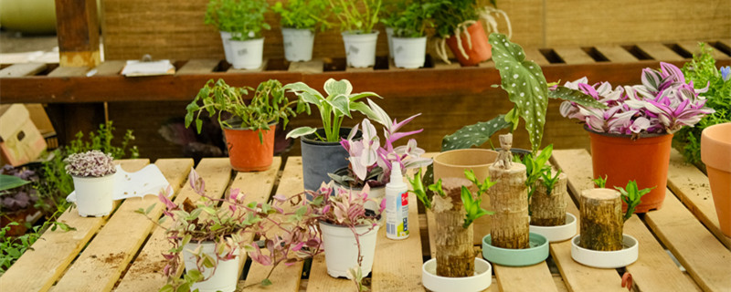 花盆土里有小白虫子怎么办 花盆土里有小白虫子怎么办