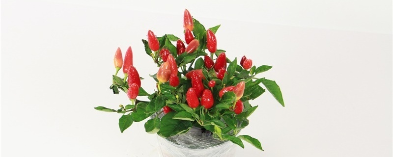 盆栽朝天椒的种植时间与方法