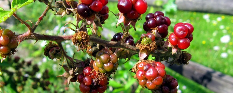 如何给盆栽果树施肥