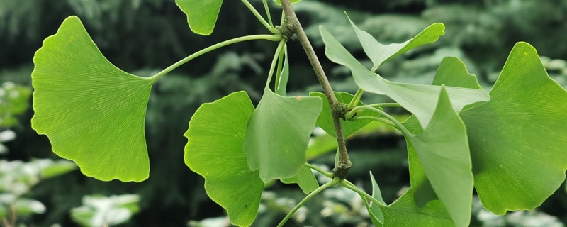 移栽无纺布袋需要去掉吗