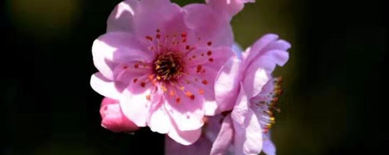美人梅的盆栽养护方法 花百科