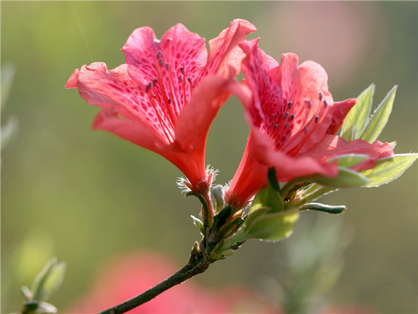 雨后杜鹃花