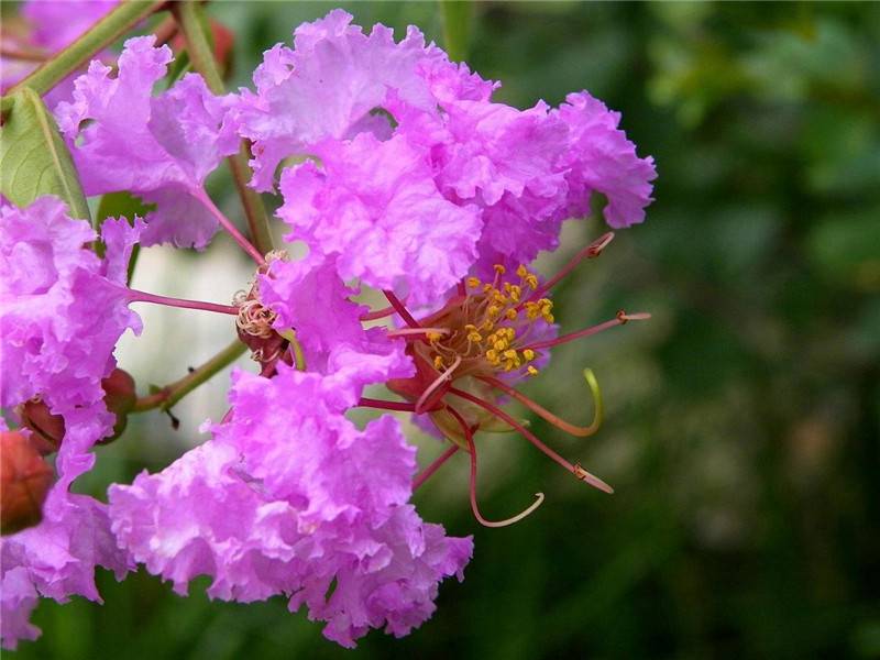 紫薇花图片 花百科