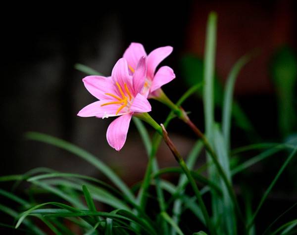 美丽的韭菜莲