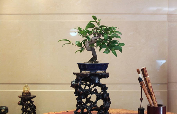 茶梅盆景的图片