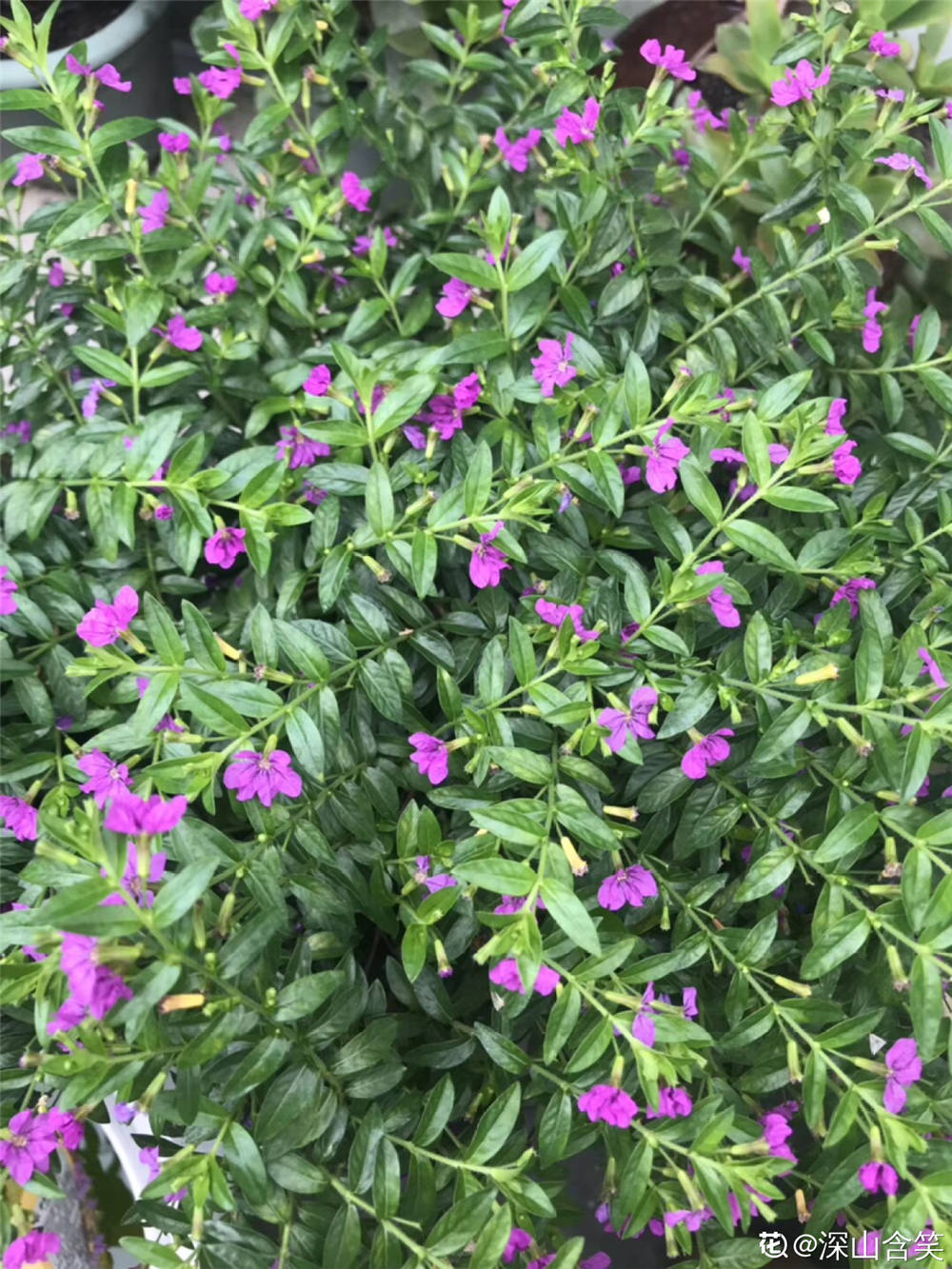 紫萼距花