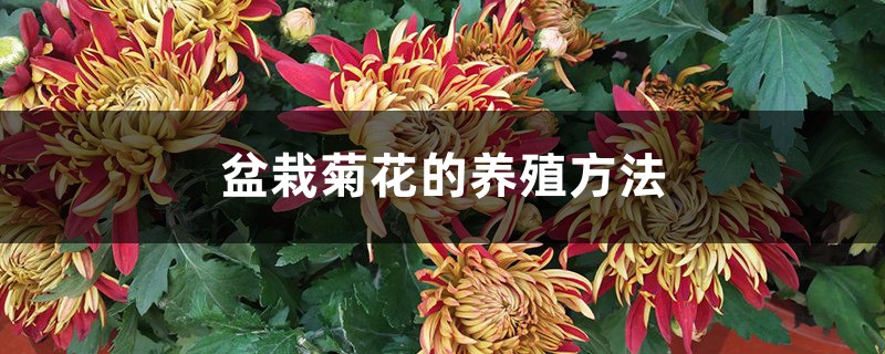 盆栽菊花的养殖方法