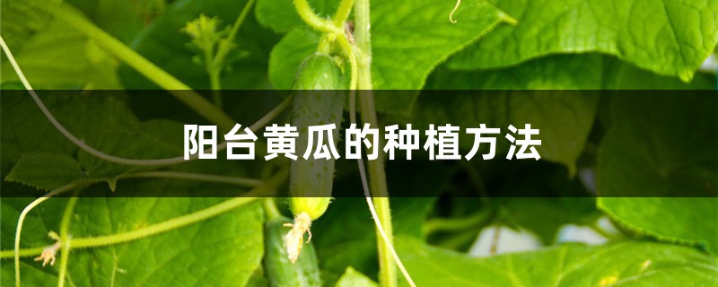 阳台黄瓜的种植方法