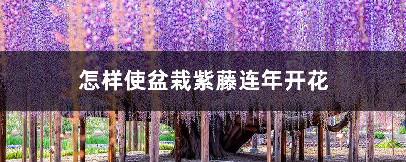怎样使盆栽紫藤连年开花