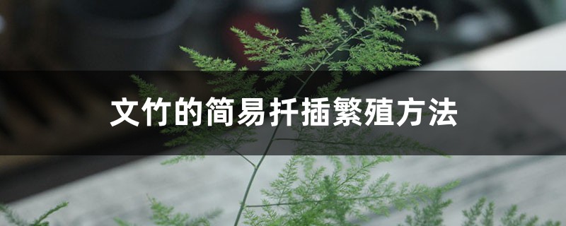 文竹的简易扦插繁殖方法