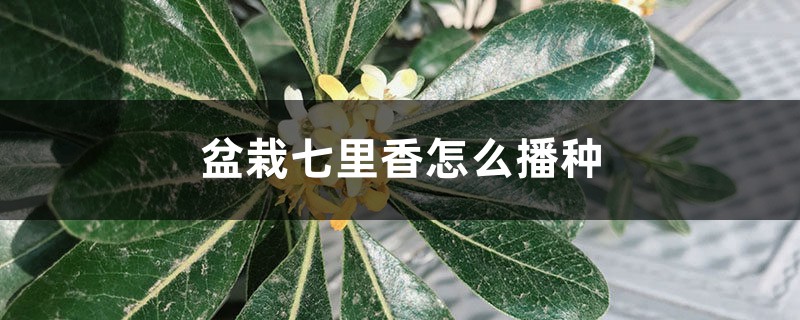 盆栽七里香怎么播种