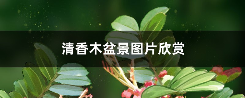 清香木盆景图片欣赏
