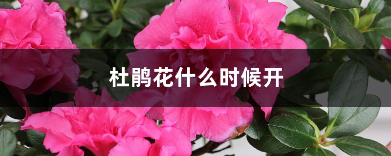 杜鵑花什么時候開