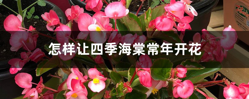 怎样让四季海棠常年开花