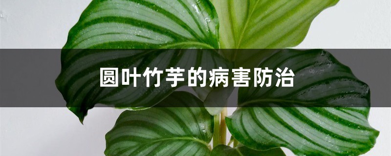 圆叶竹芋的病害防治