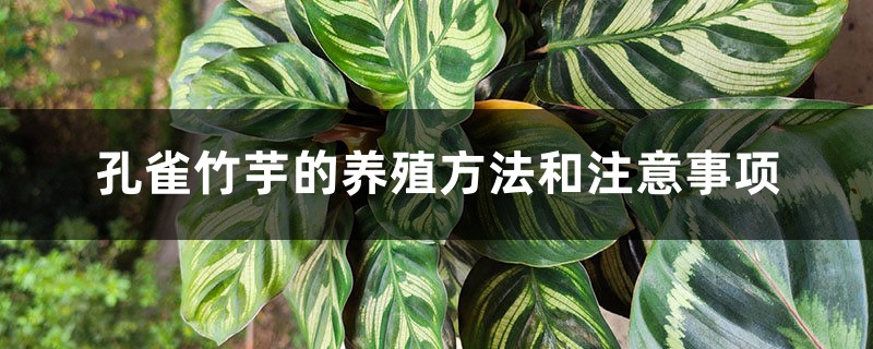 孔雀竹芋的养殖方法和注意事项
