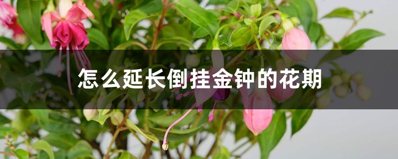 怎么延長倒掛金鐘的花期