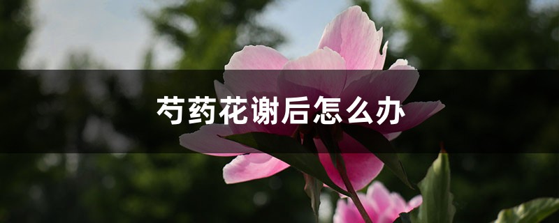 芍藥花謝后怎么辦