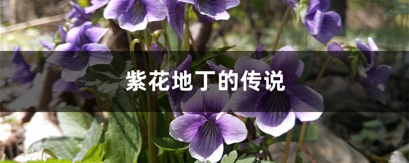 紫花地丁的传说 花百科
