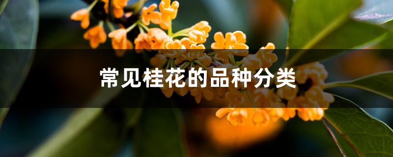 常见桂花的品种分类