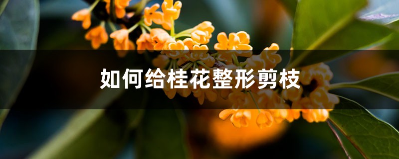 如何給桂花整形剪枝