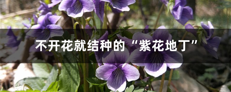 不开花就结种的紫花地丁 花百科
