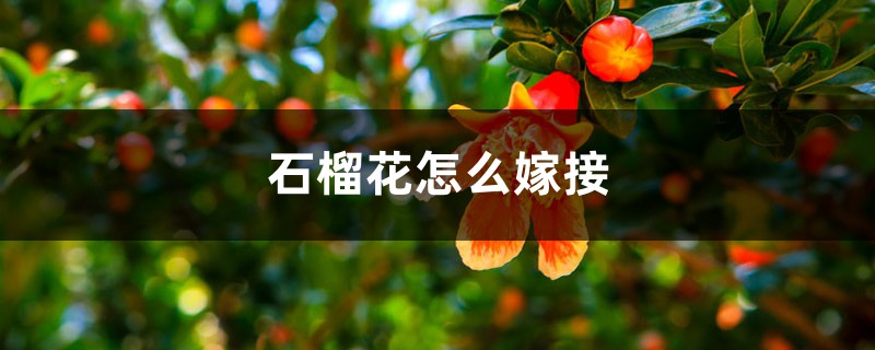 石榴花怎么嫁接