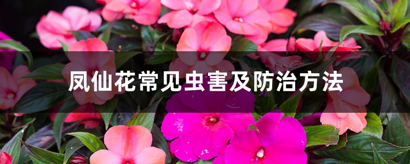 凤仙花常见虫害及防治方法