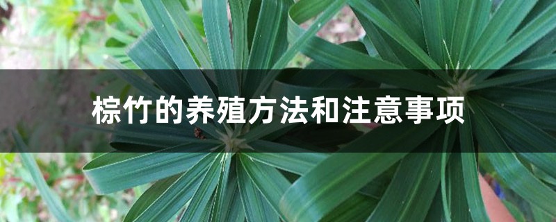 棕竹的养殖方法和注意事项