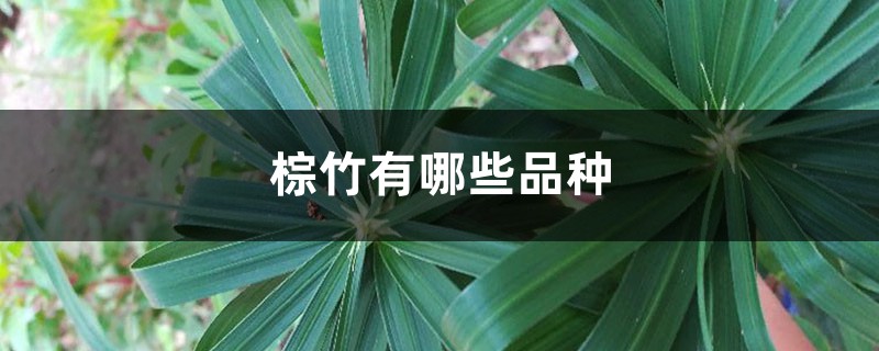 棕竹有哪些品种