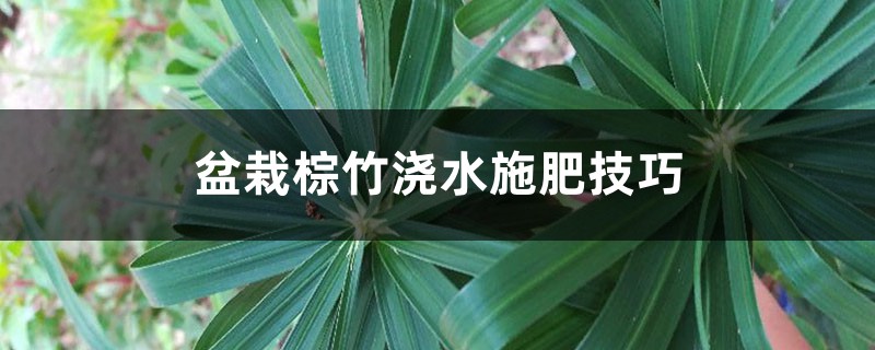 盆栽棕竹浇水施肥技巧