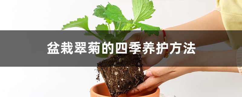 盆栽翠菊的四季养护方法